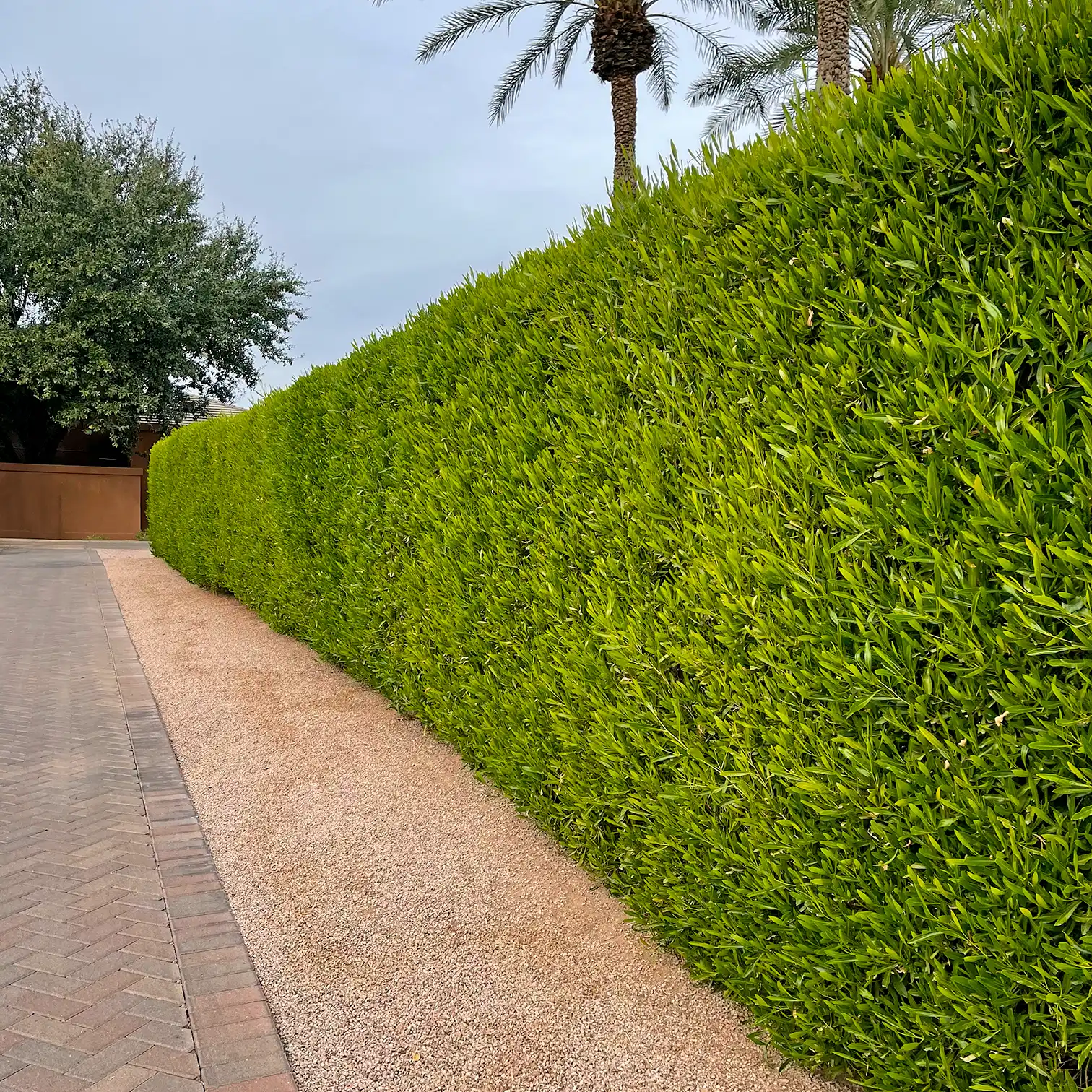 Palm tree and hedge trimming service by JXP Outdoor Solutions